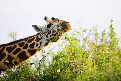 Side view of giraffe on plant against sky