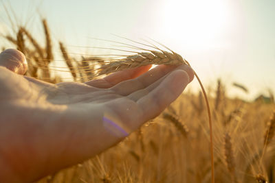 Hands hold yellow ear wheat in the field. rich harvesting of wheat.wheat in hand