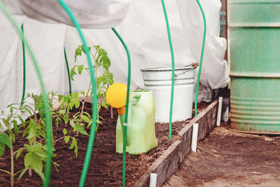 Greenhouse with tomato plants in organic homestead, growing vegetables in small family garden