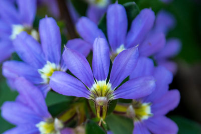 Close-up of purple crocus flowers