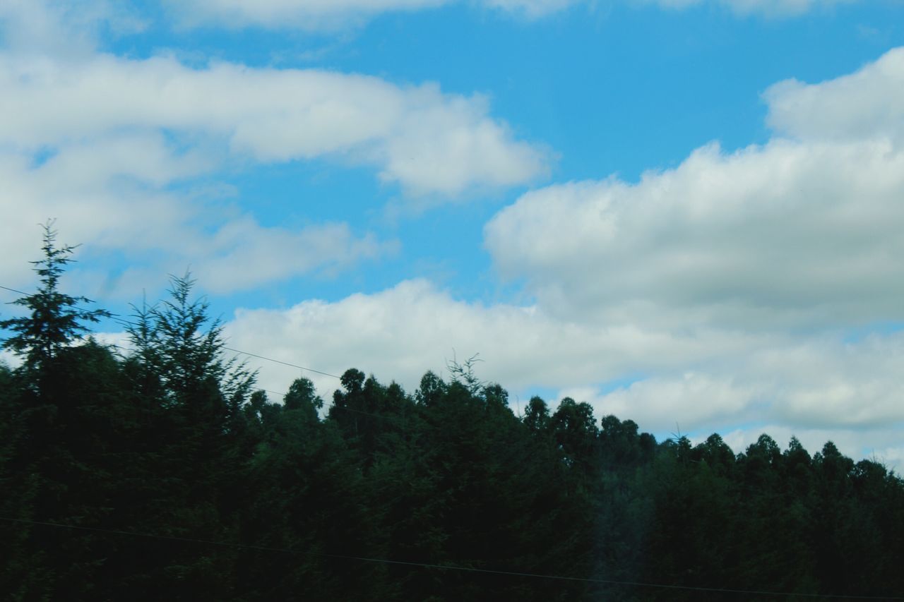 tree, sky, tranquility, tranquil scene, beauty in nature, scenics, cloud - sky, nature, growth, silhouette, forest, cloudy, cloud, low angle view, idyllic, non-urban scene, outdoors, day, no people, landscape