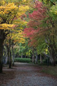 Trees in park during autumn