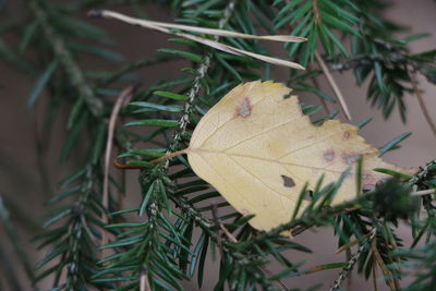 Close-up of dry leaves on tree