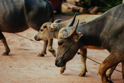 Cows standing on field