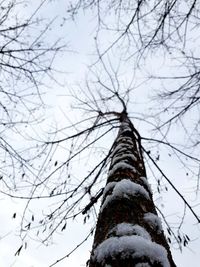 Low angle view of bare tree against sky