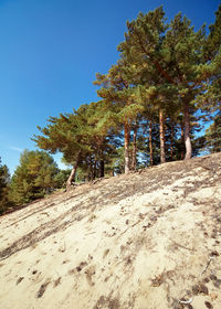 Trees on landscape against clear blue sky