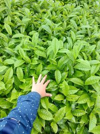 High angle view of green leaves on plant