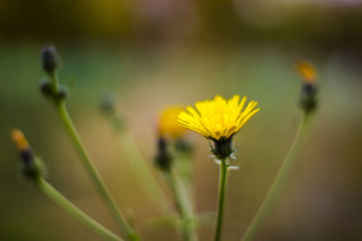 Close-up of yellow flower blooming outdoors