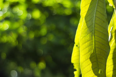 Close-up of yellow leaf