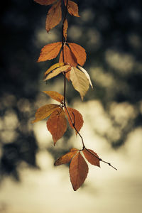 Close-up of leaves growing on tree during autumn