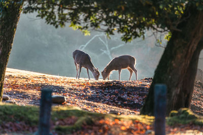 Deers in the forest 