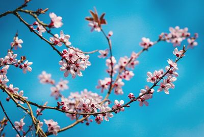 Low angle view of flowers blooming on tree