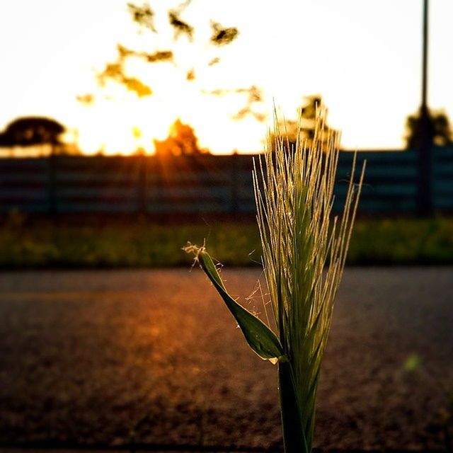 focus on foreground, growth, plant, sunset, close-up, stem, nature, fragility, freshness, selective focus, sun, beauty in nature, flower, field, bud, sunlight, growing, tranquility, outdoors, no people