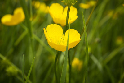 Close-up of yellow flowering plant on field