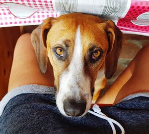 Portrait of dog relaxing at home