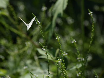 Close-up of water drops on plant