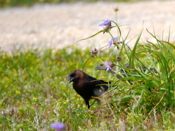 Bird on field against the sky