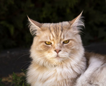 Close-up portrait of cat