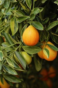 Close-up of orange tree