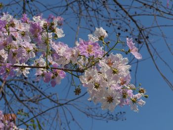 Low angle view of cherry blossoms against sky