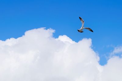Low angle view of eagle flying against sky