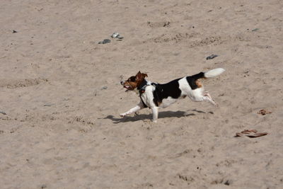 Dogs on sand at beach