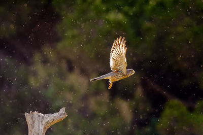 Close-up of bird flying outdoors