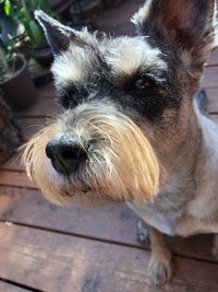 Close-up portrait of dog