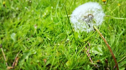 Close-up of dandelion