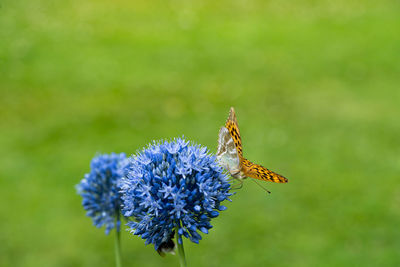 Butterfly on flower