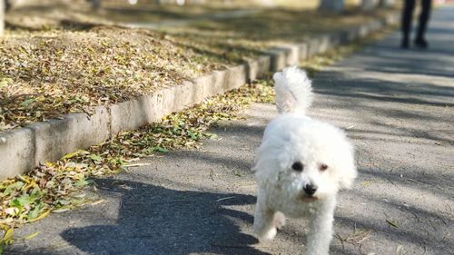 View of a dog on the road