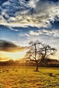 Bare tree on field against sky