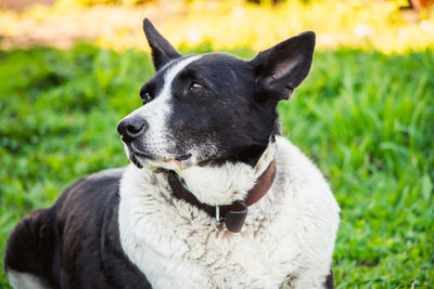 Domestic dog looks into distance. the pet is resting in nature and lies on spring grass.