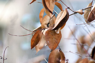 Close-up of dry leaves on plant