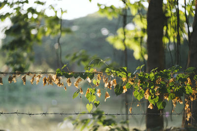 Close-up of plants against trees