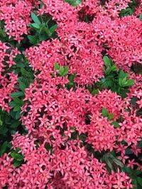 Full frame shot of pink flowering plants