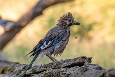 Close-up of bird perching on rock