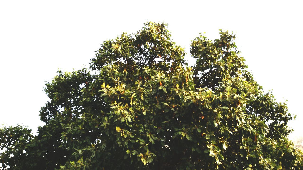 tree, growth, low angle view, green color, nature, lush foliage, tranquility, beauty in nature, plant, sky, green, growing, no people, day, outdoors, treetop, tranquil scene, scenics, high section