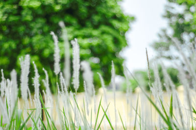 Close-up of plants growing on field