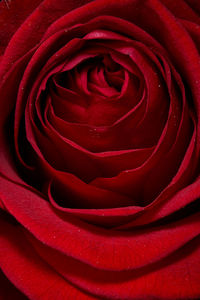 Close-up of red rose