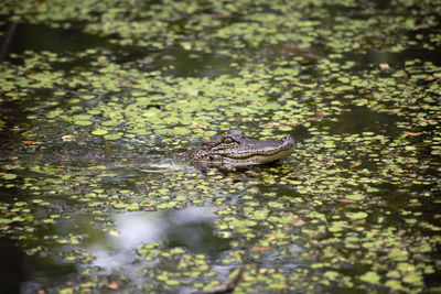 High angle view of crocodile in the lake