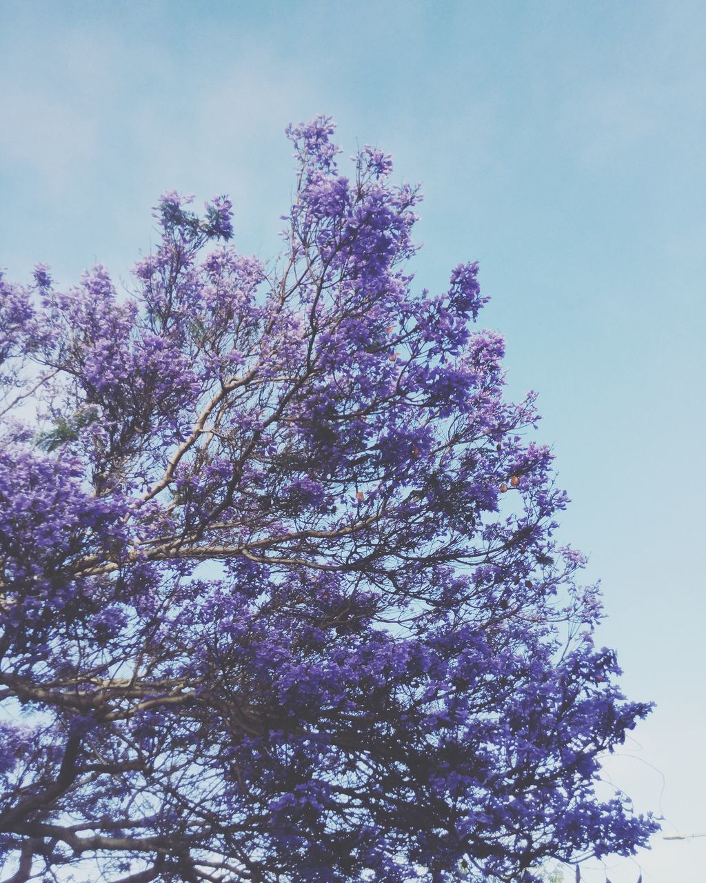 growth, low angle view, tree, nature, flower, sky, beauty in nature, no people, freshness, fragility, springtime, purple, outdoors, branch, day, close-up