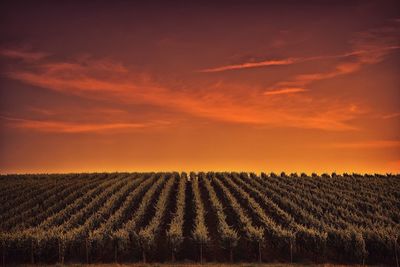 Agricultural field against sky during sunset