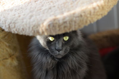 Close-up portrait of a cat