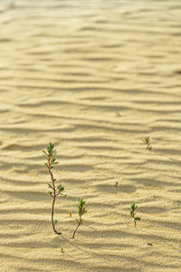 High angle view of plants on land