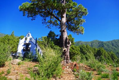 Trees by building against clear blue sky