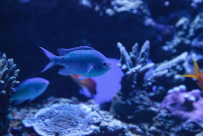 Blue green vanderbilts chomis fish, chromis vanderbilti, has a pale green color 