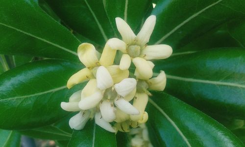 Close-up of white flowering plant