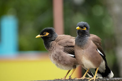 Close-up of birds perching