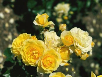 Close-up of yellow flowers blooming outdoors